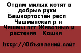 Отдам милых котят в добрые руки - Башкортостан респ., Чишминский р-н, Чишмы пгт Животные и растения » Кошки   